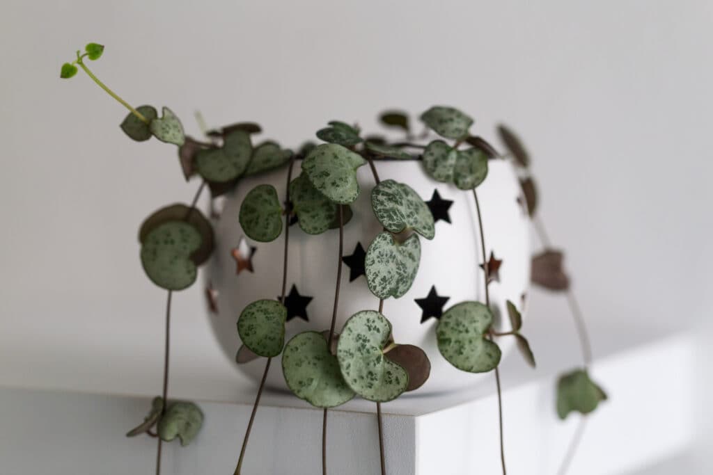 pet safe plants string of hearts