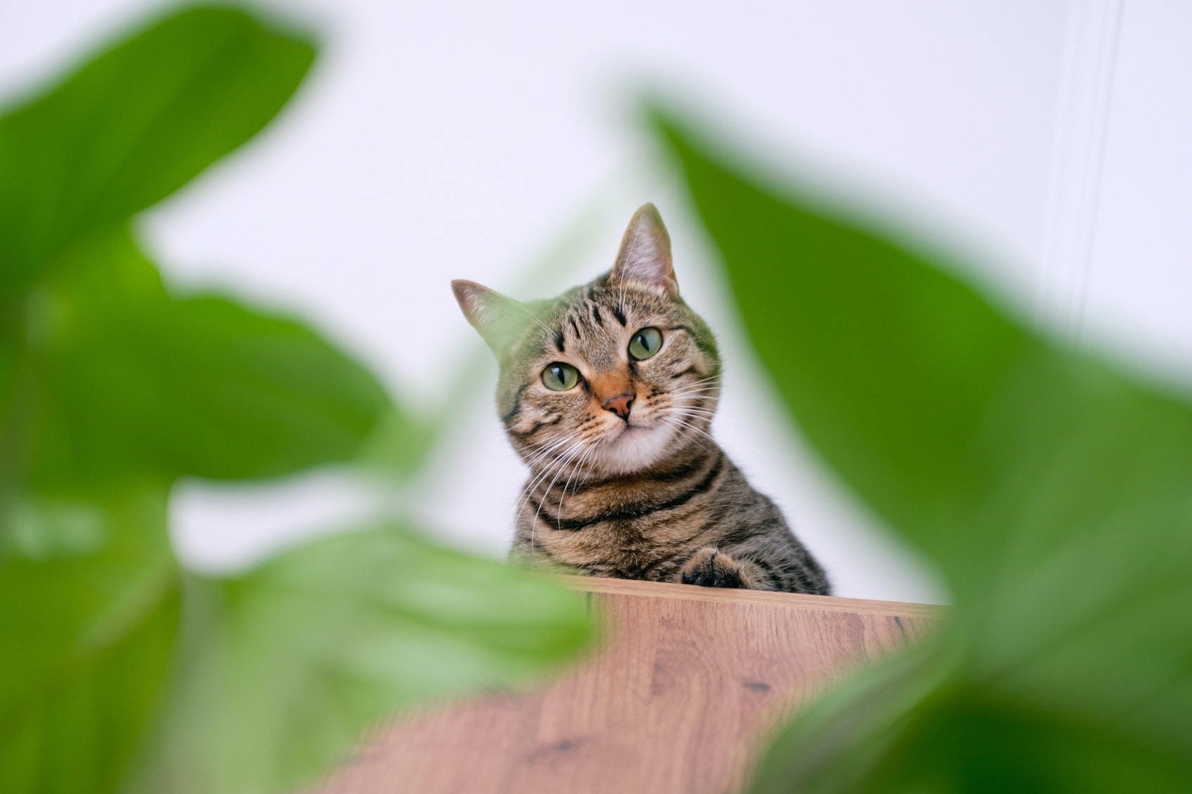 Ten pet-safe plants for your home