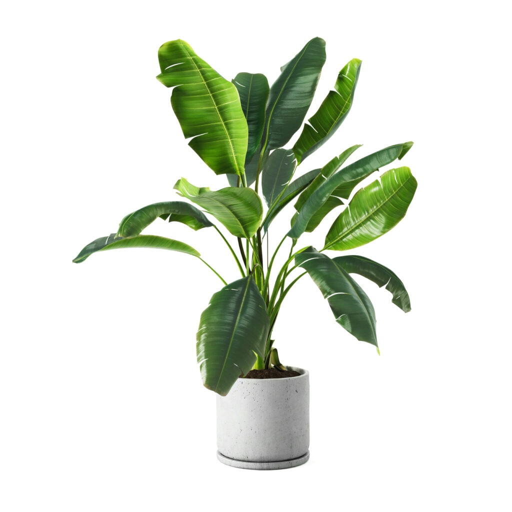 pet safe plants banana plant