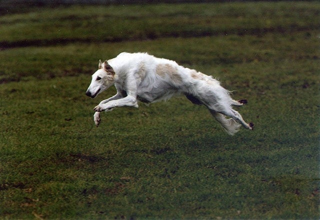 Borzoi