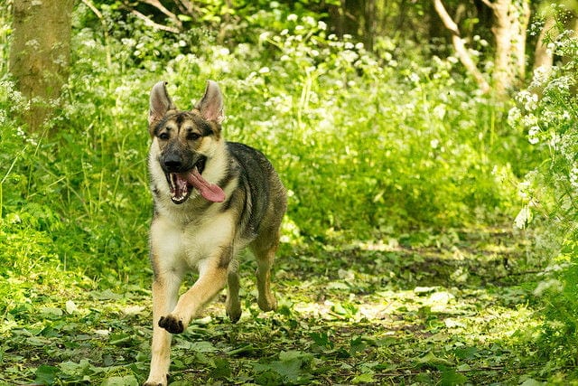 German Shepherd