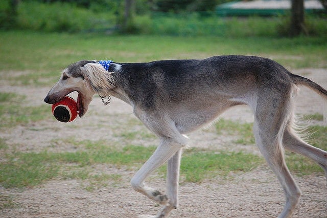 Saluki