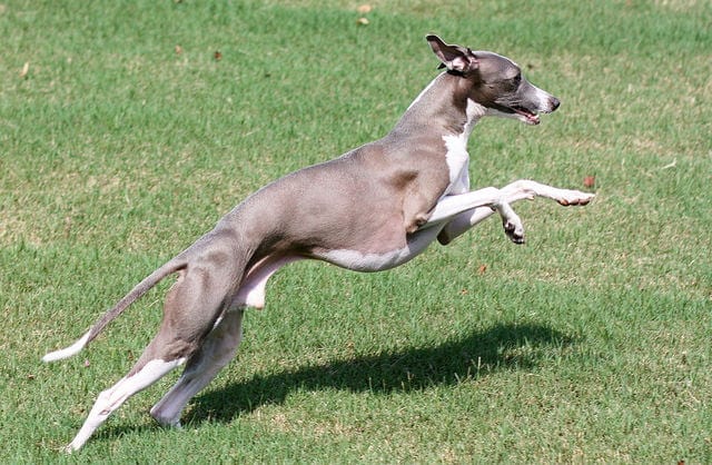 Greyhound