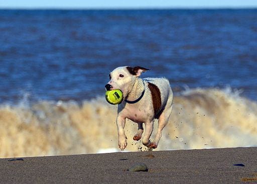 Jack Russell Terrier