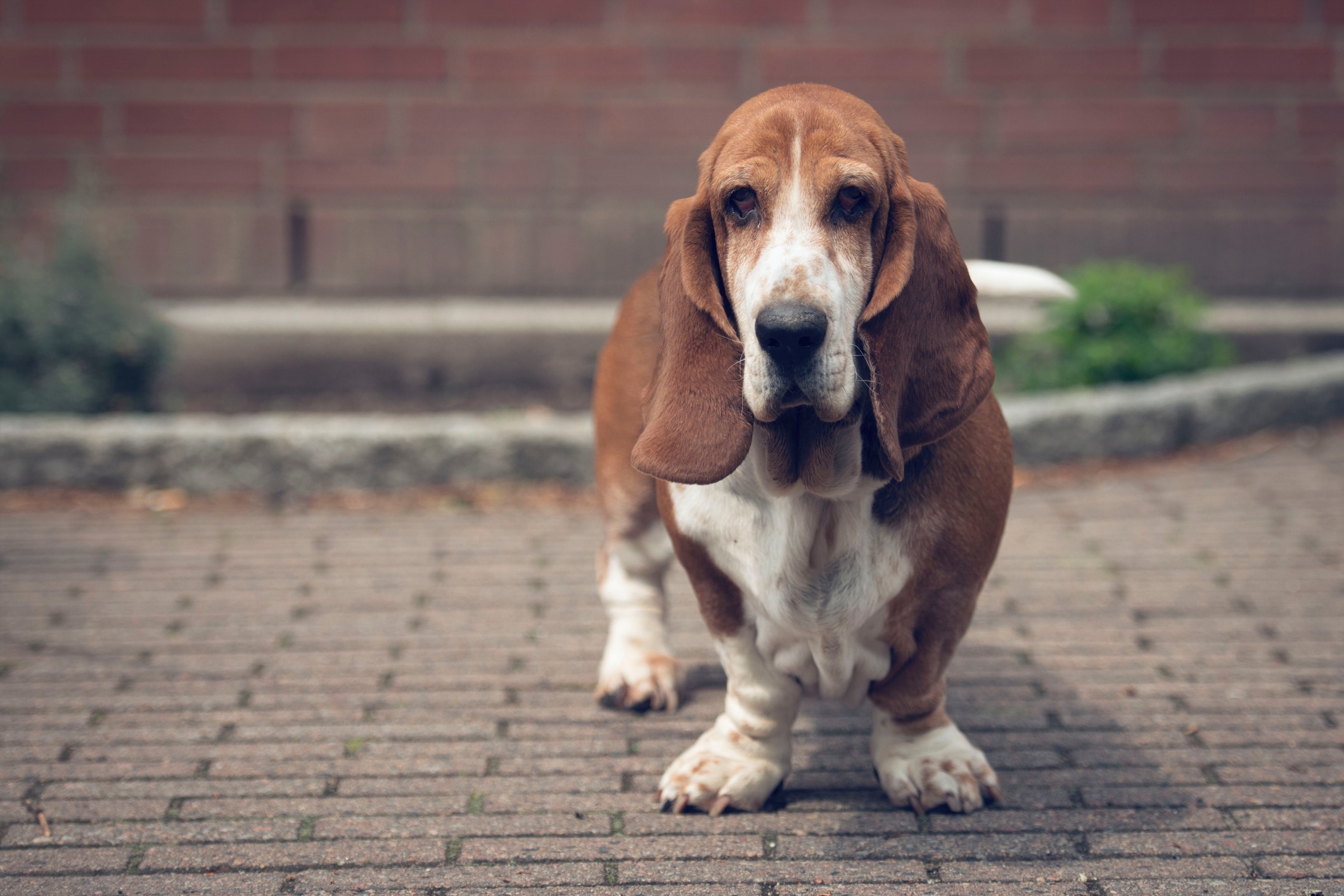 Basset Hound medium sized dog