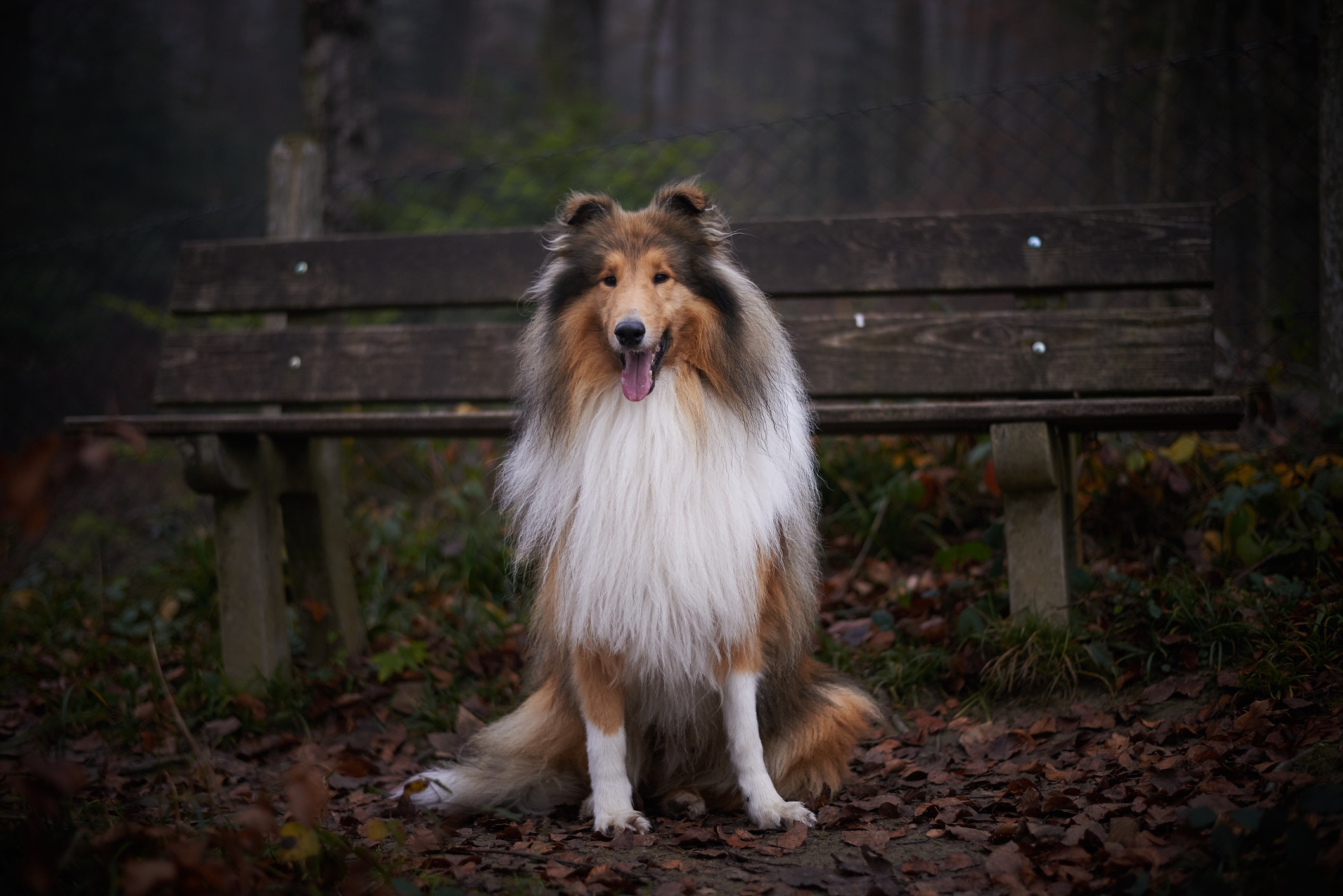 Collie medium sized dog