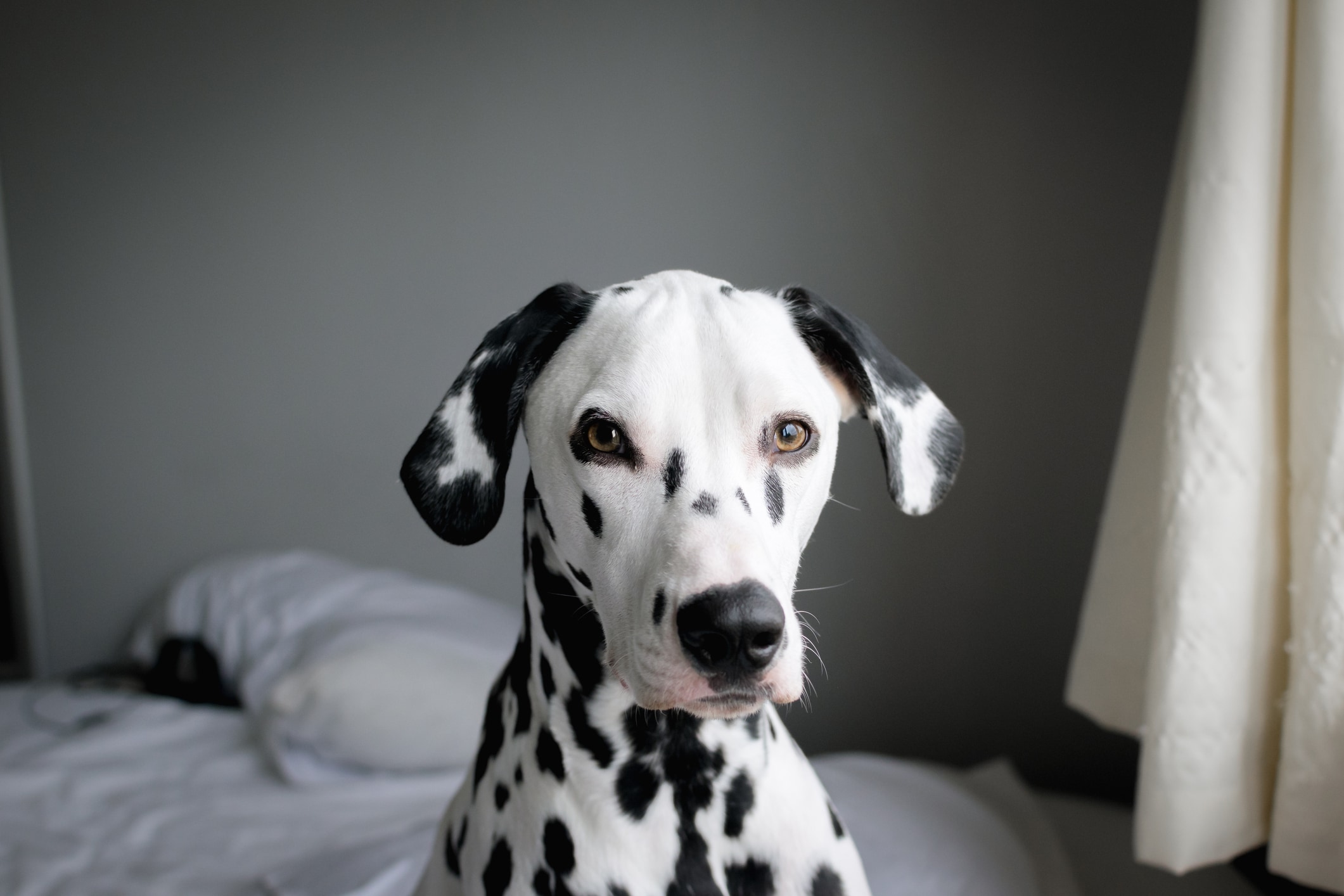 Dalmatian medium sized dog