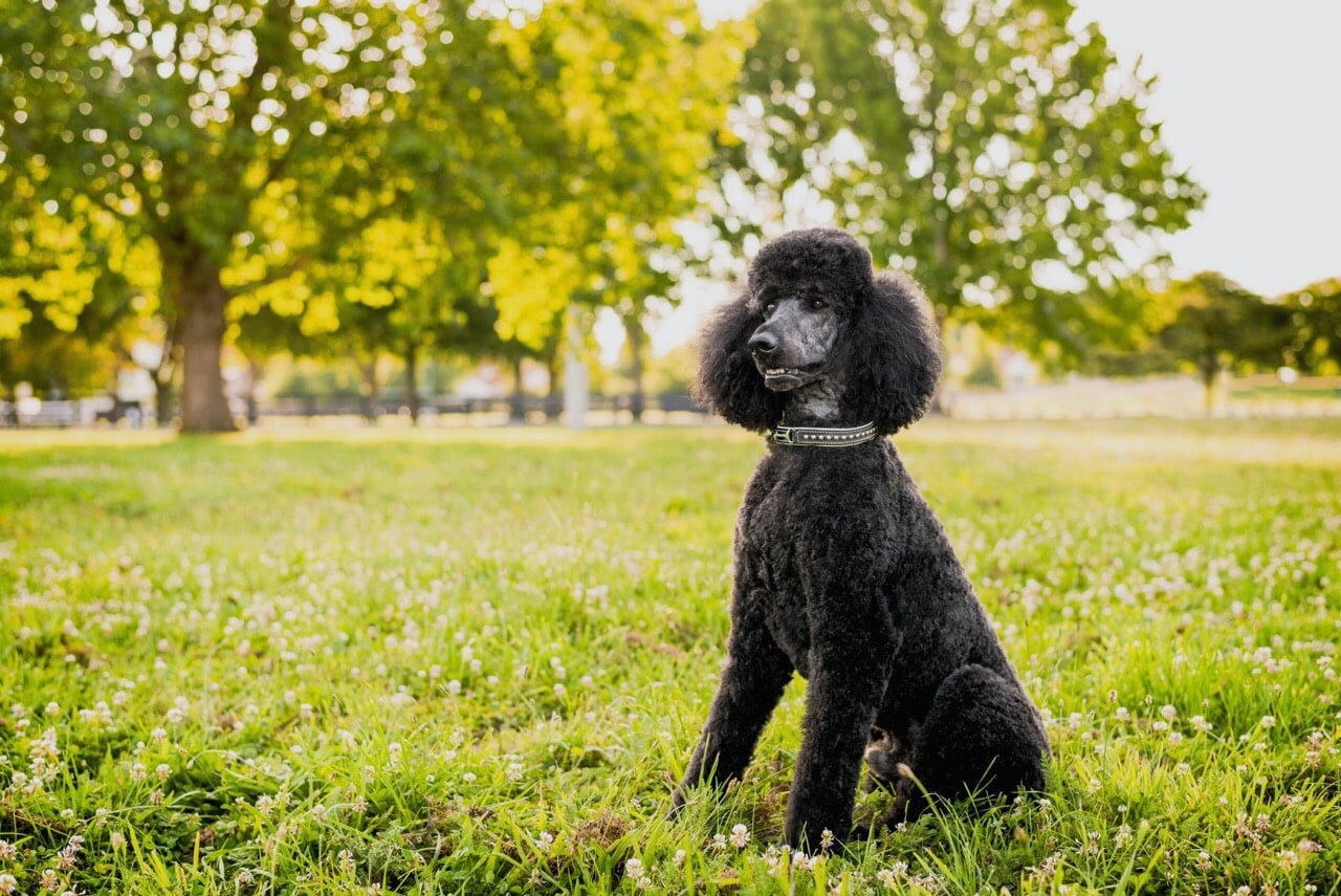 Poodle medium sized dog