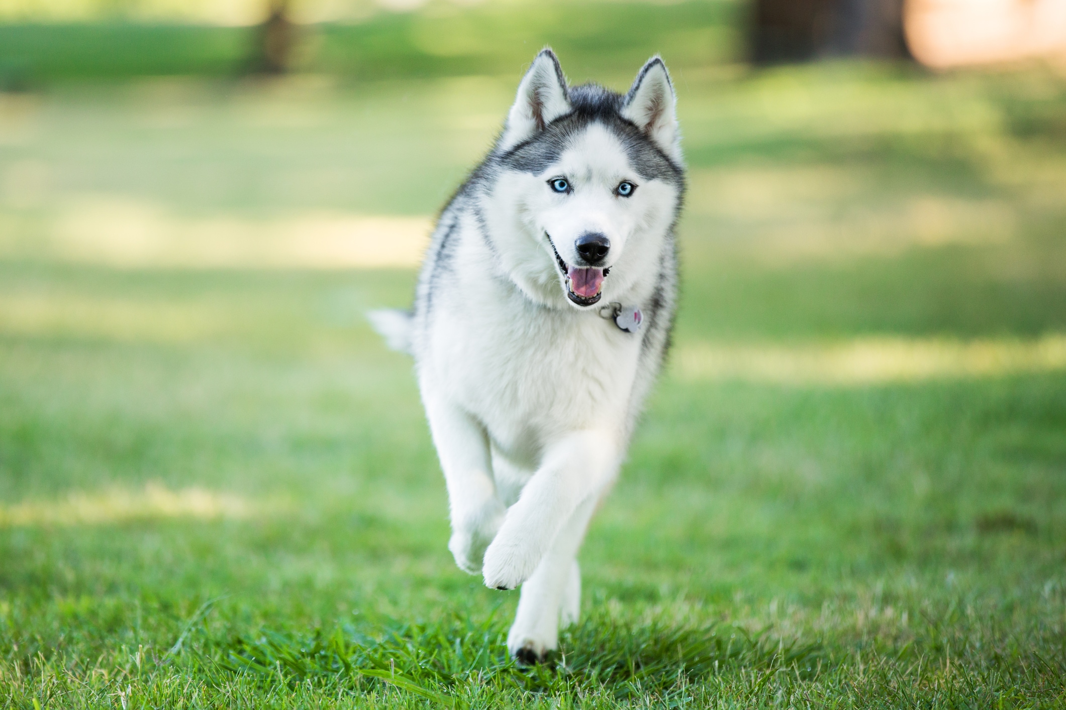 Siberian Husky medium sized dog