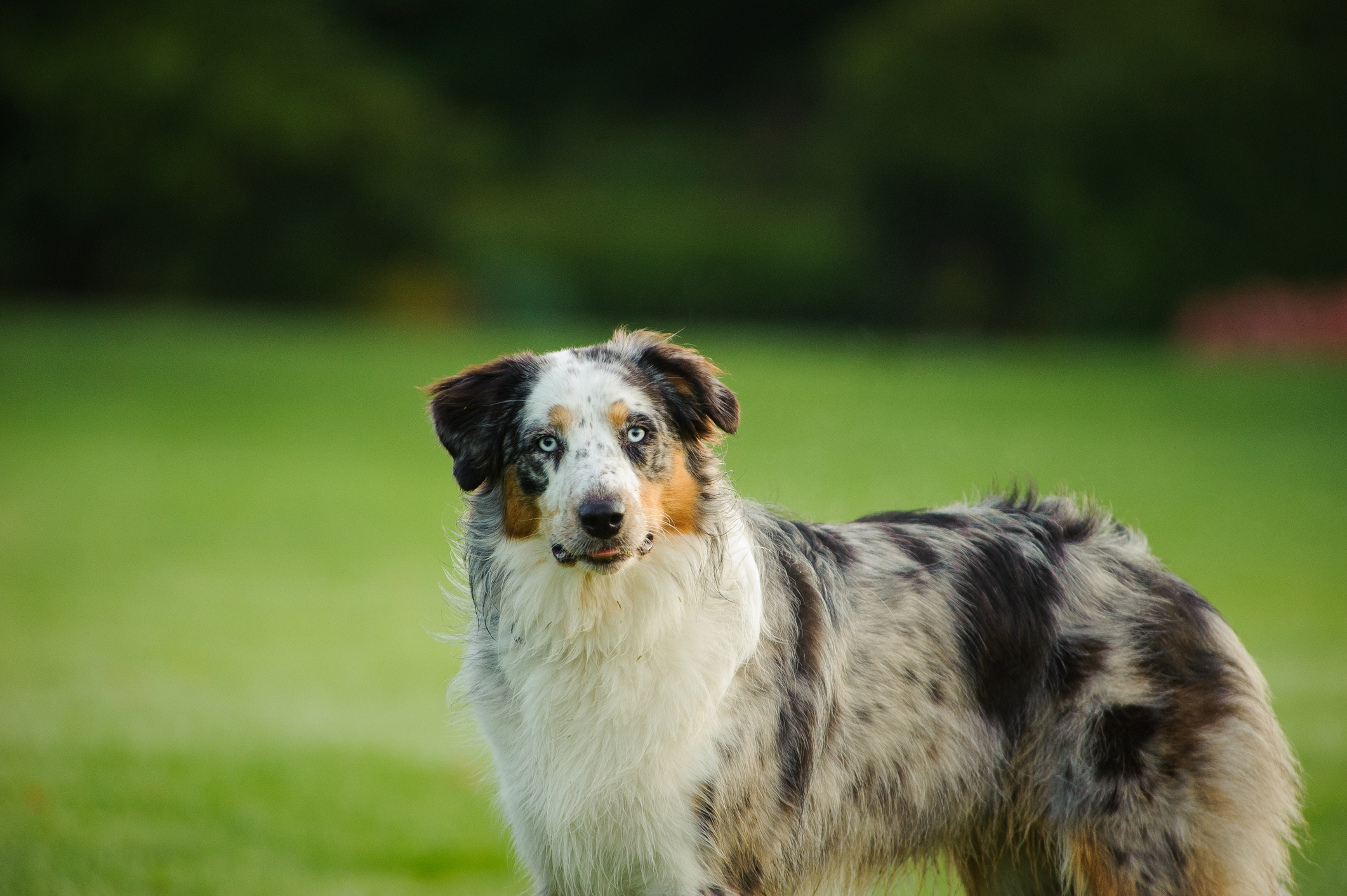 Australian Shepherd medium sized god