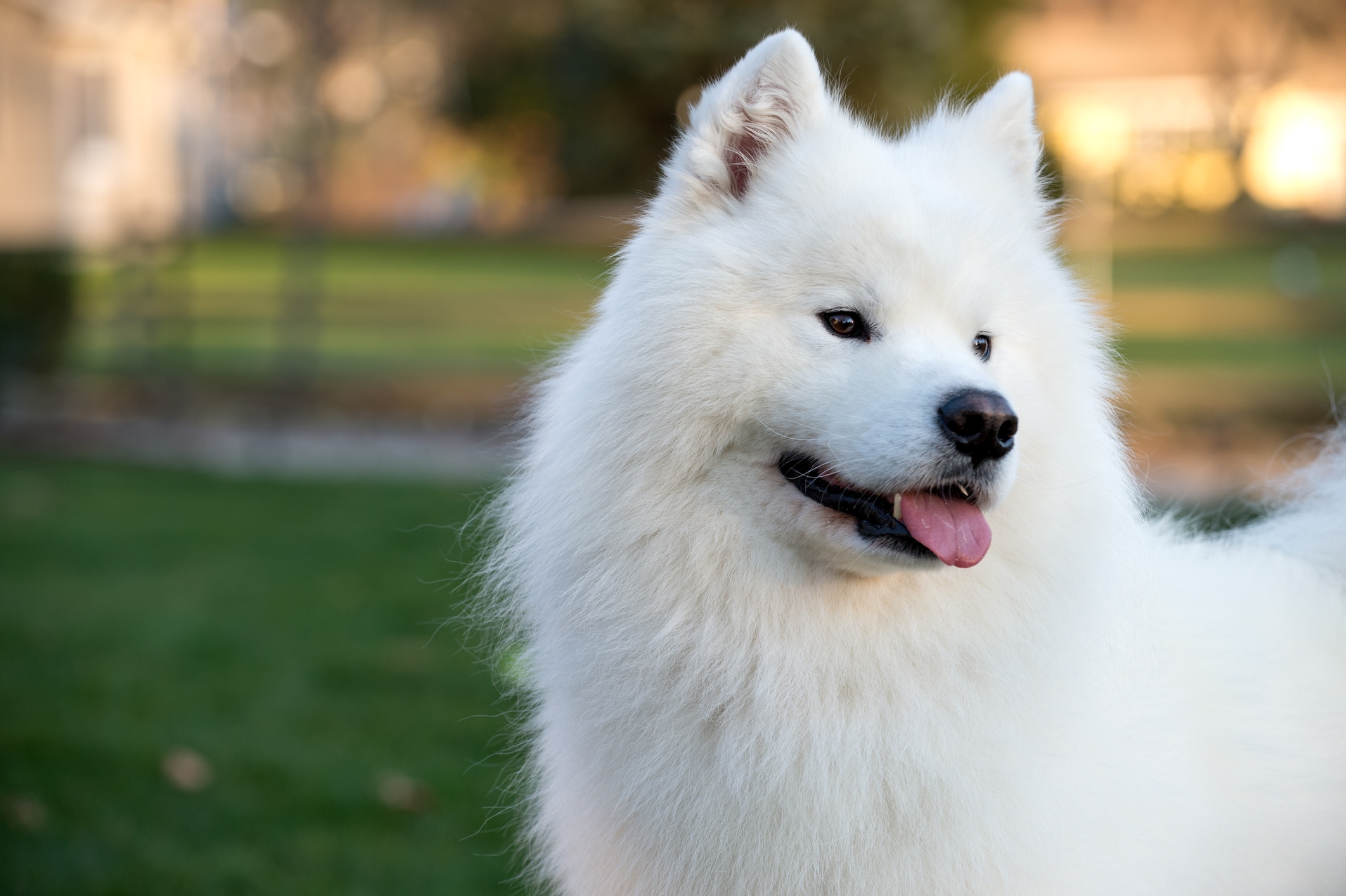 Samoyed medium sized dog