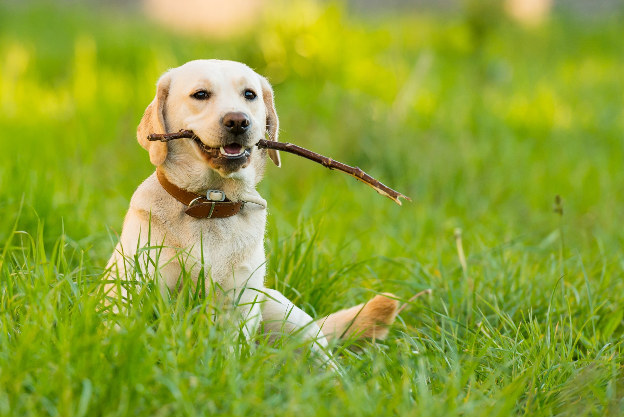 Labrador Retriever medium sized dog