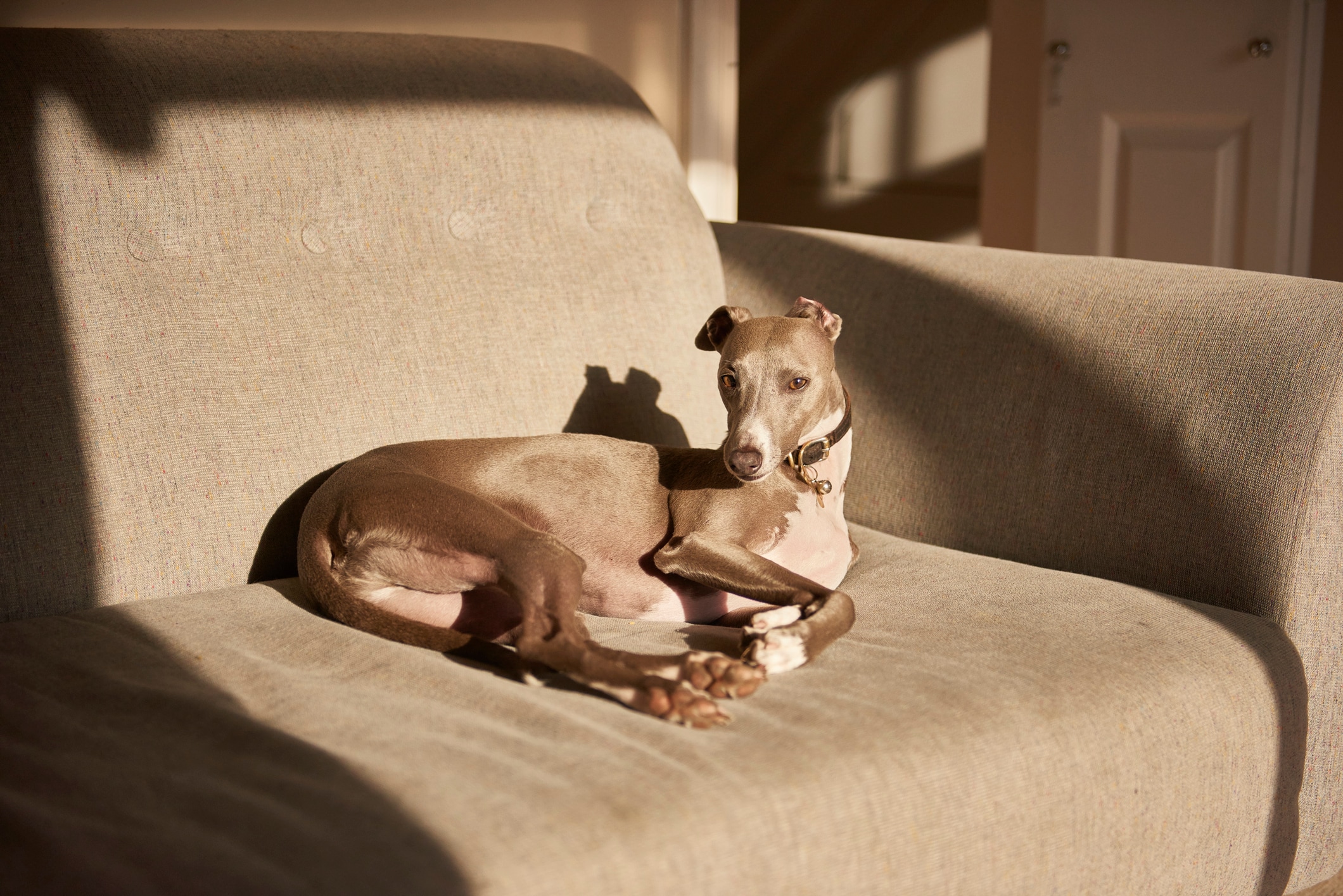 Whippet medium sized dog