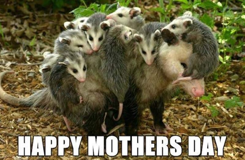 opossum mothers day meme