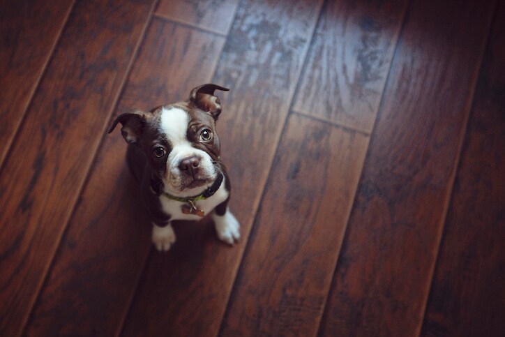 Boston Terrier