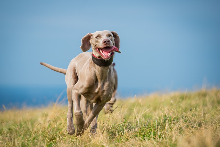 Weimaraner