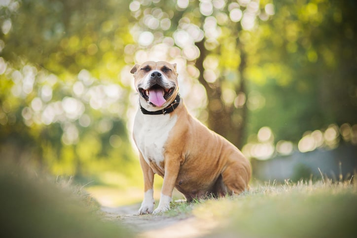 American Staffordshire Terrier