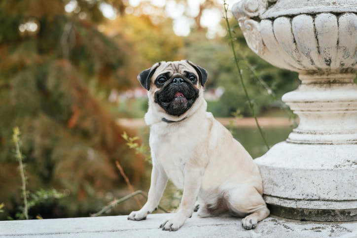 Pug