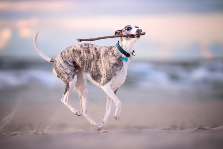 Whippet