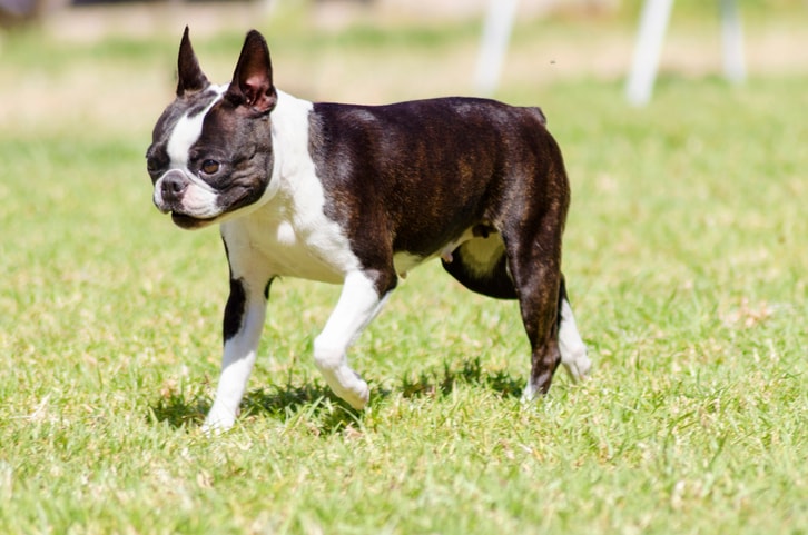 Olde Boston Bulldog