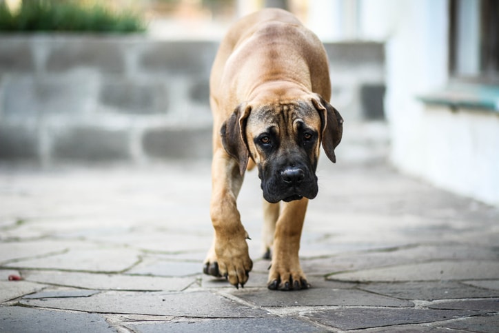 Mastiff