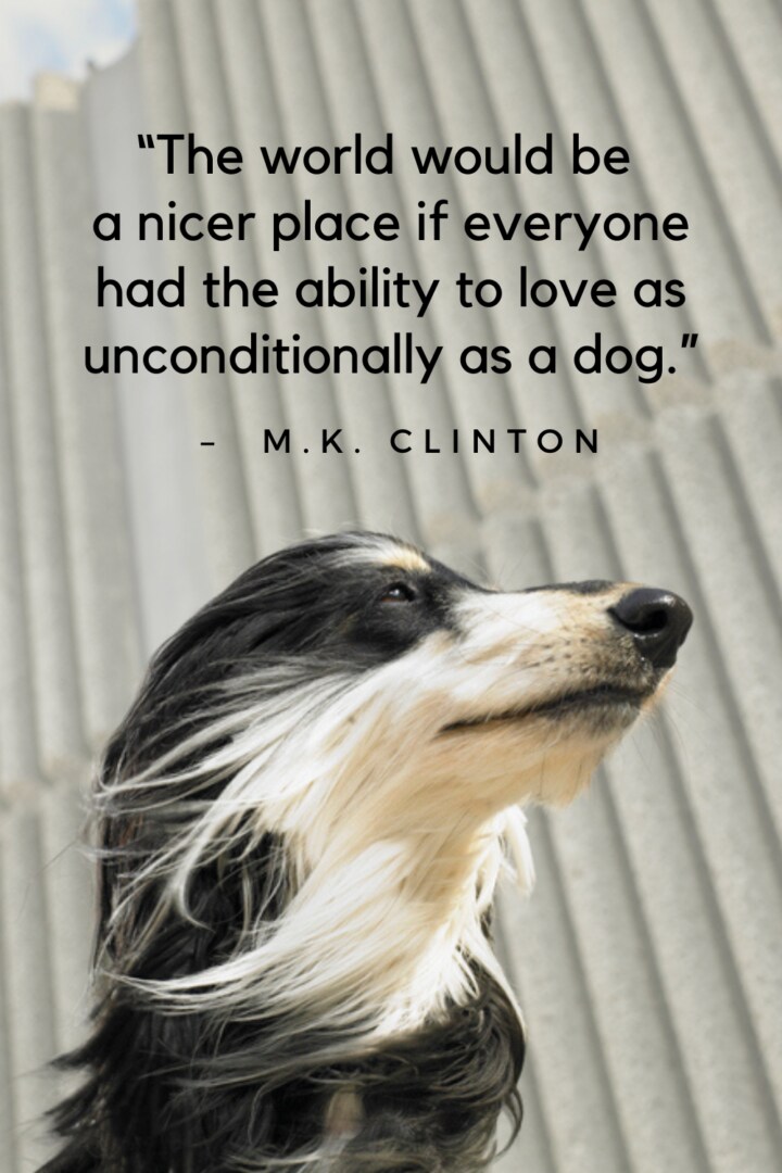 101 Best Dog Quotes Celebrating Our Furry Friends with Words