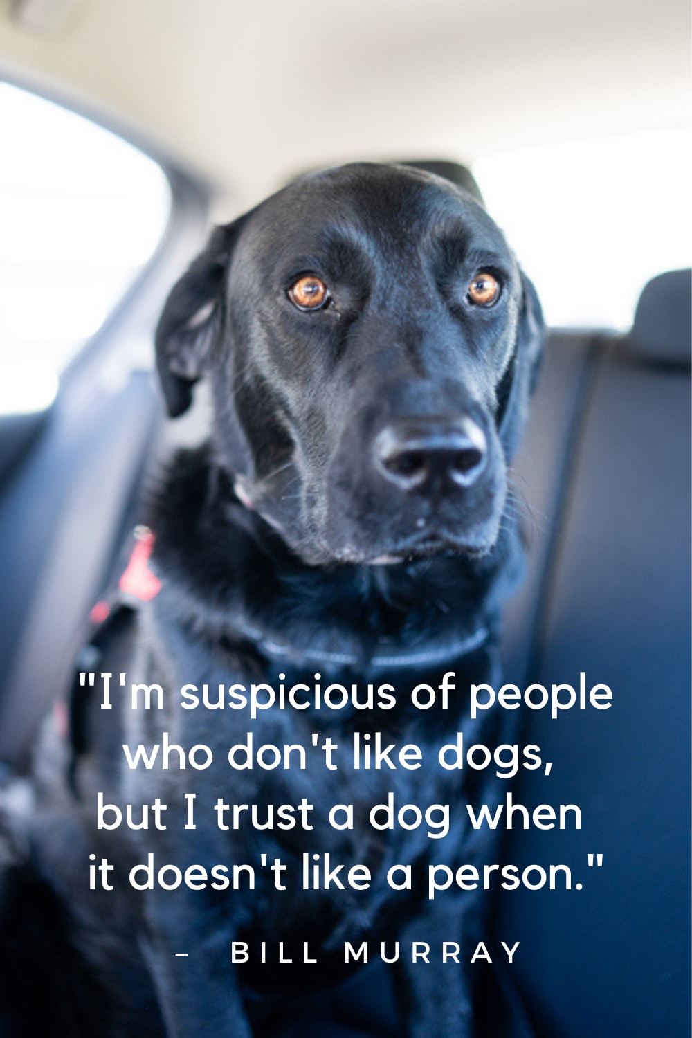 Best dog quotes