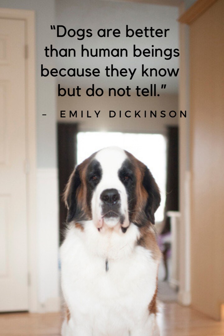 101 Best Dog Quotes Celebrating Our Furry Friends with Words