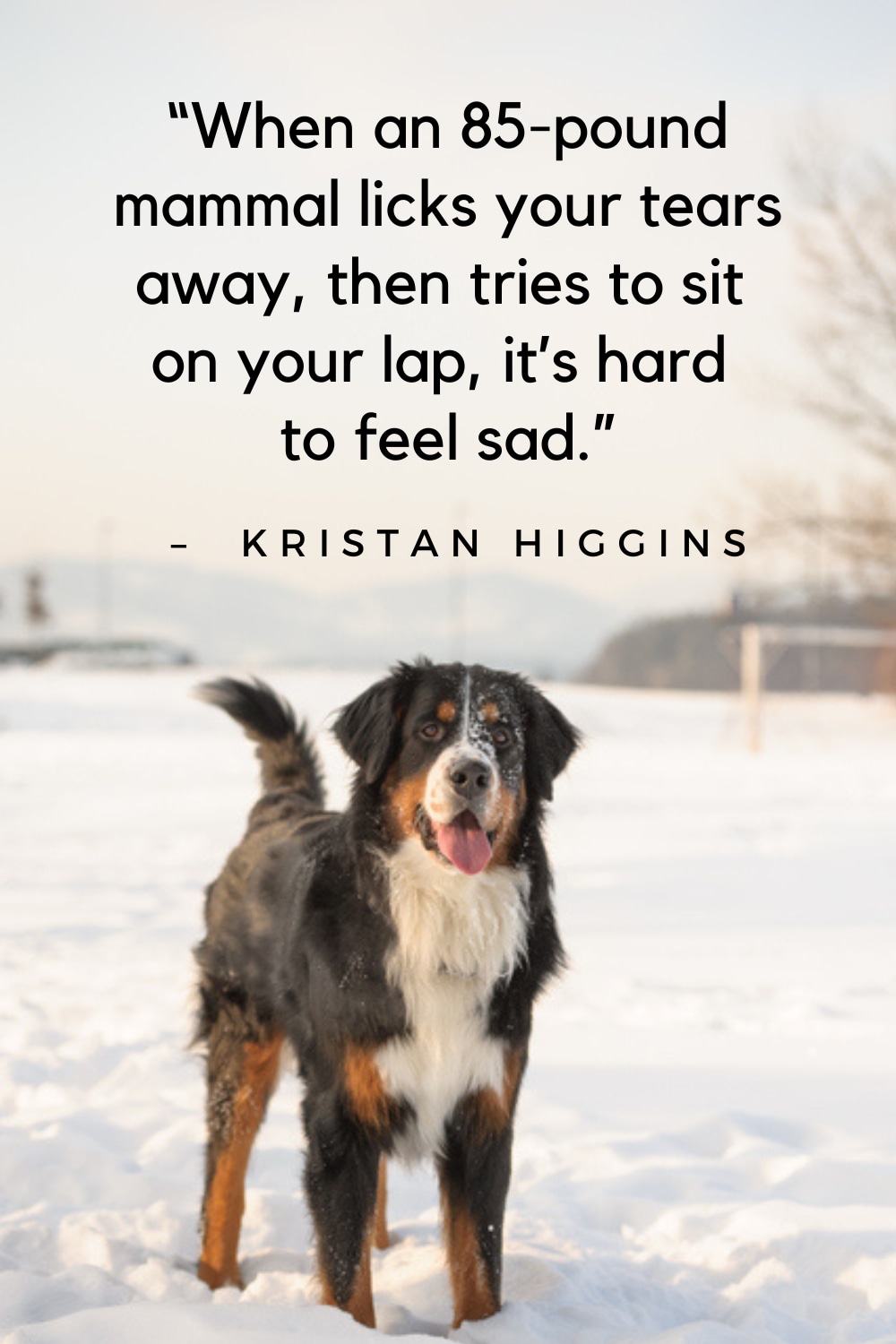 Best quotes about dogs