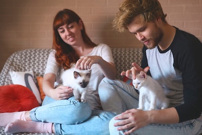 cat owners concerned about littermate syndrome in cats