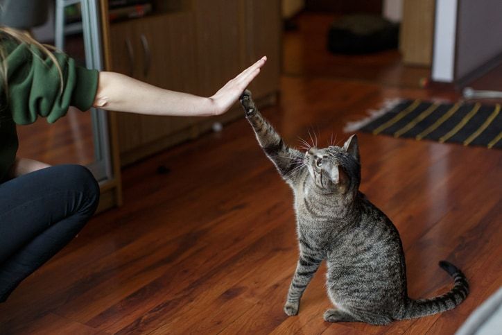 Do cats have a favorite person? Here’s how to tell, according to experts