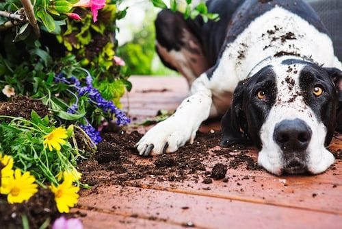 Why do dogs dig holes? Here are the top reasons, according to experts