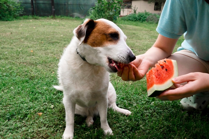What fruits can dogs eat? Experts list the good and bad