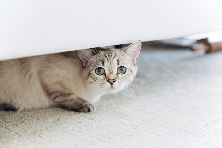 How to manage cat stress during major life transitions