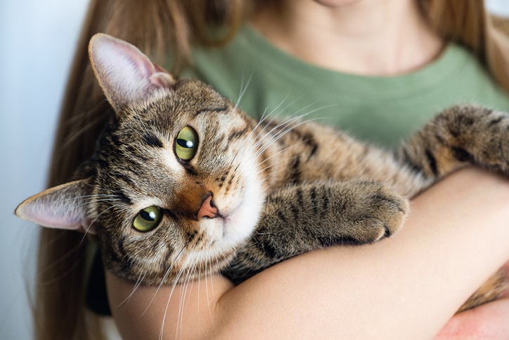 What do you need to know before getting a cat?