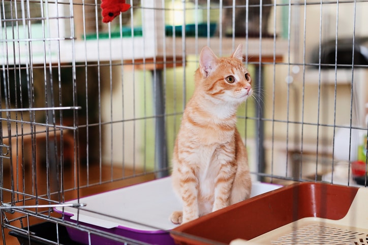 How to choose the right shelter cat for you
