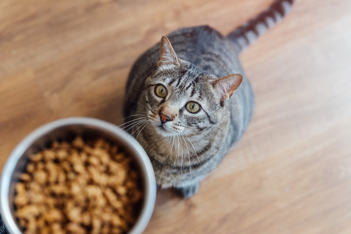 How to help your cat lose weight — and stop feeling guilty about it