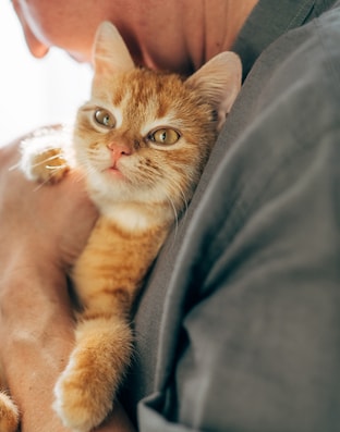 A mosaic of a cat being held