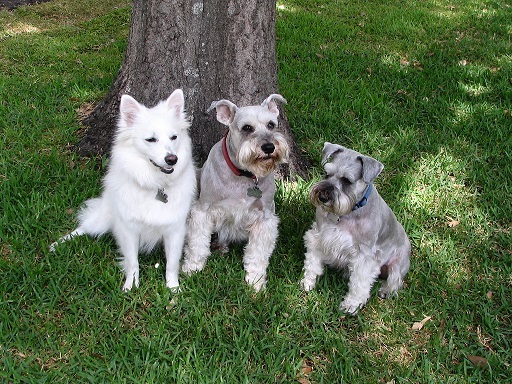 Little Dog Inn LLC's Photo