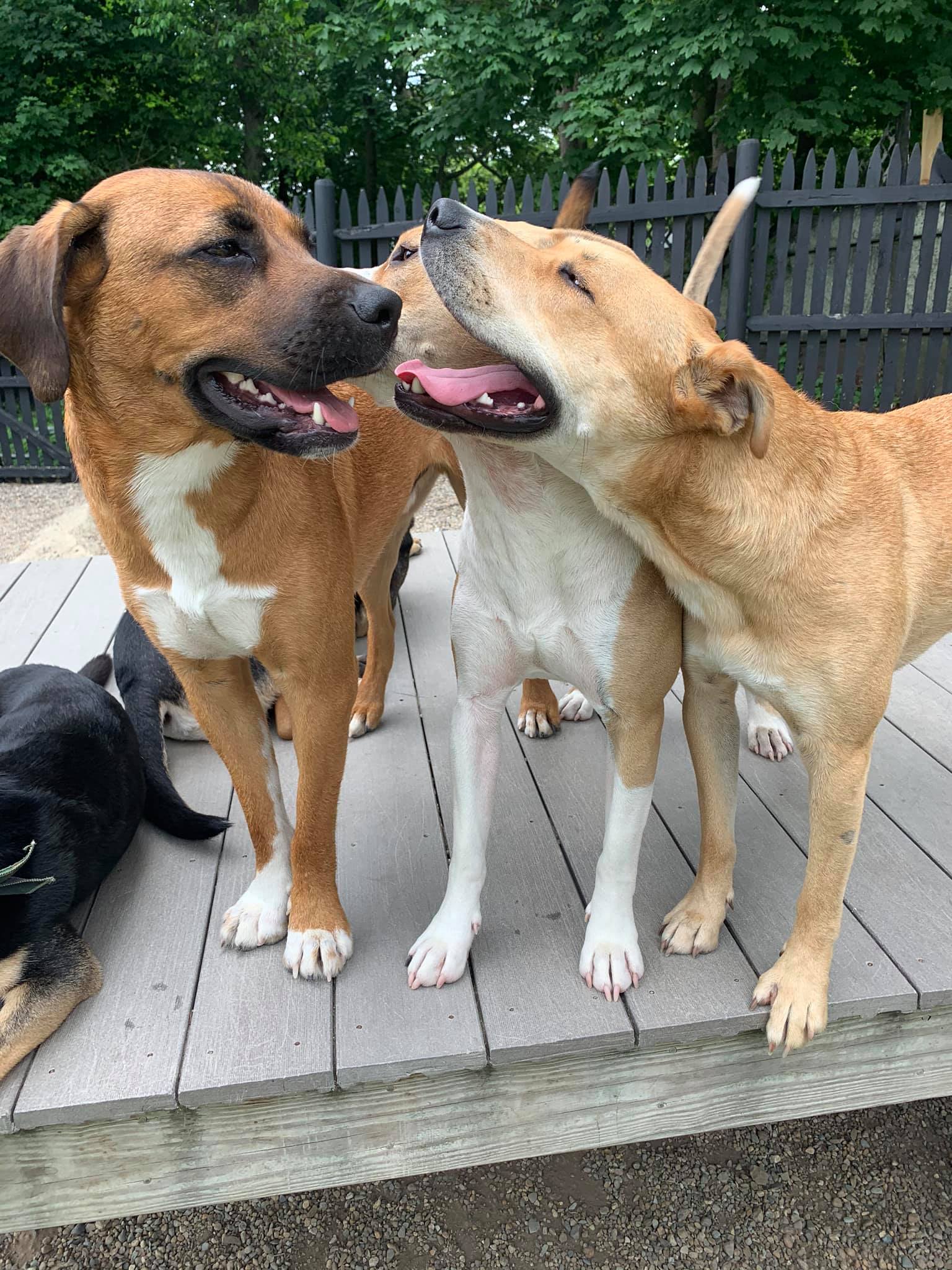 Abington Dog Care's Photo