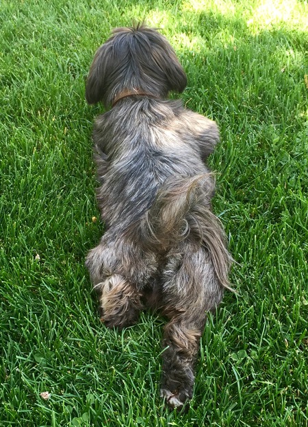 Who Walks Your Dog?