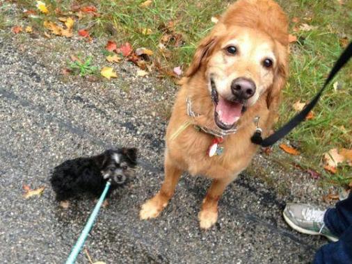 Furbabies Dog Walkers, Runners & Pet Sitters Dallas's Photo