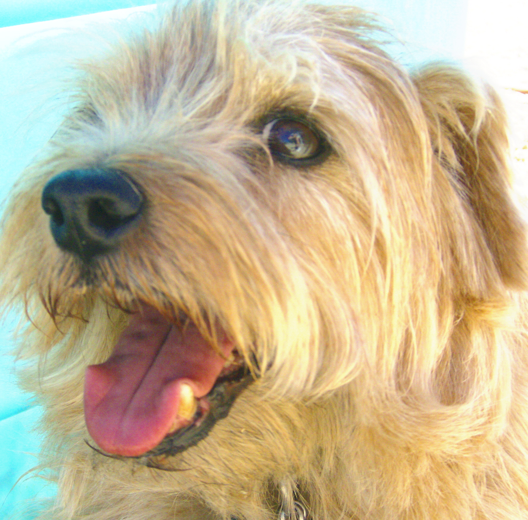 Seattle Dog Whisperer's Photo