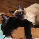 All About Kitties Premier Cat Sitting Service