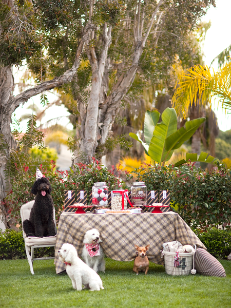 Puppy Luv Pet Services's Photo
