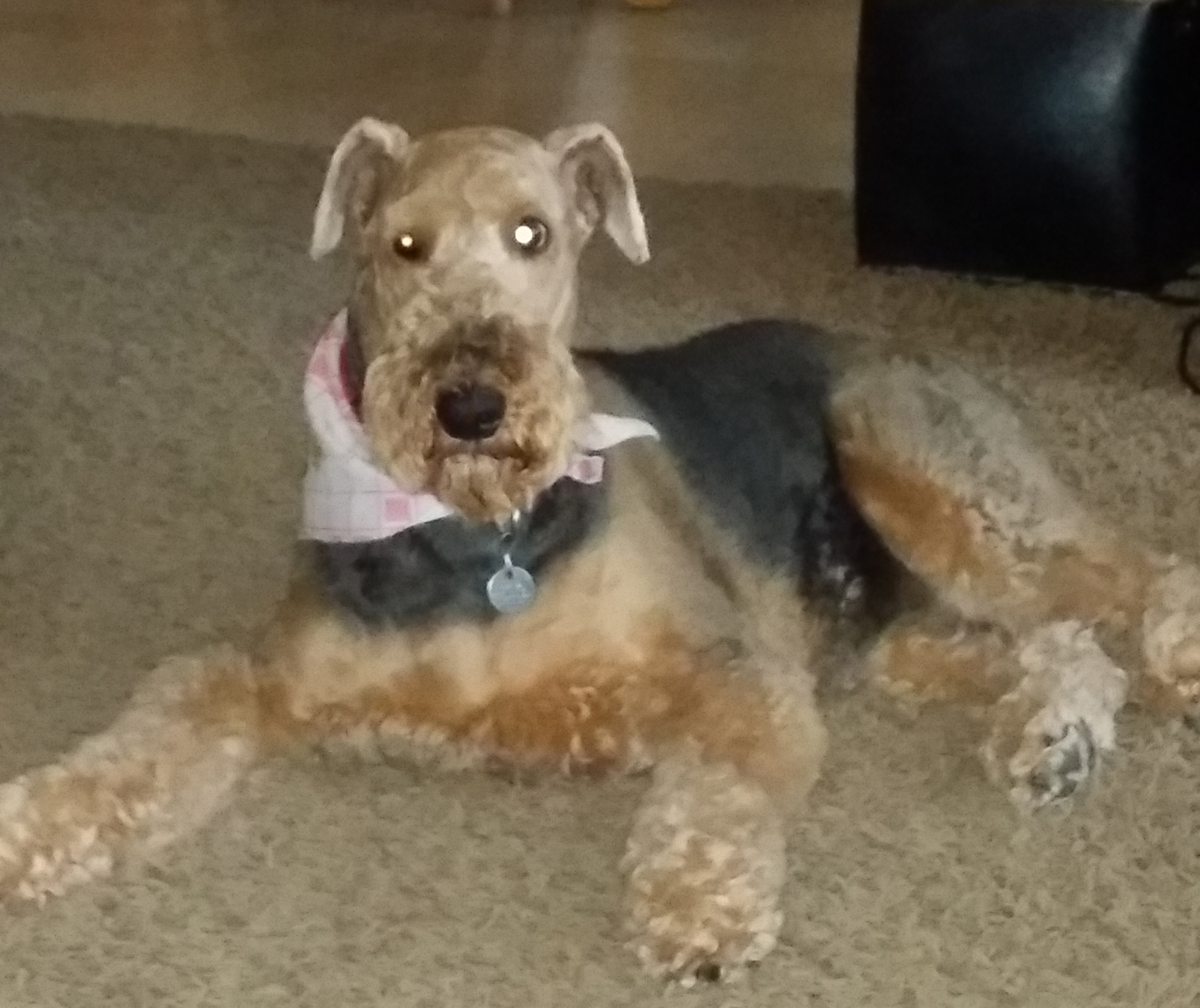 Top Dog Pet Sitters's Photo