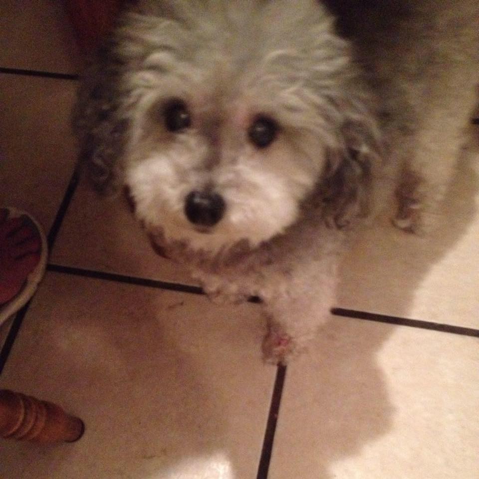 Tender Love Dog Boarding's Photo