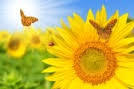 Sunshine In-Home Care