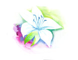 Lily Village Childcare