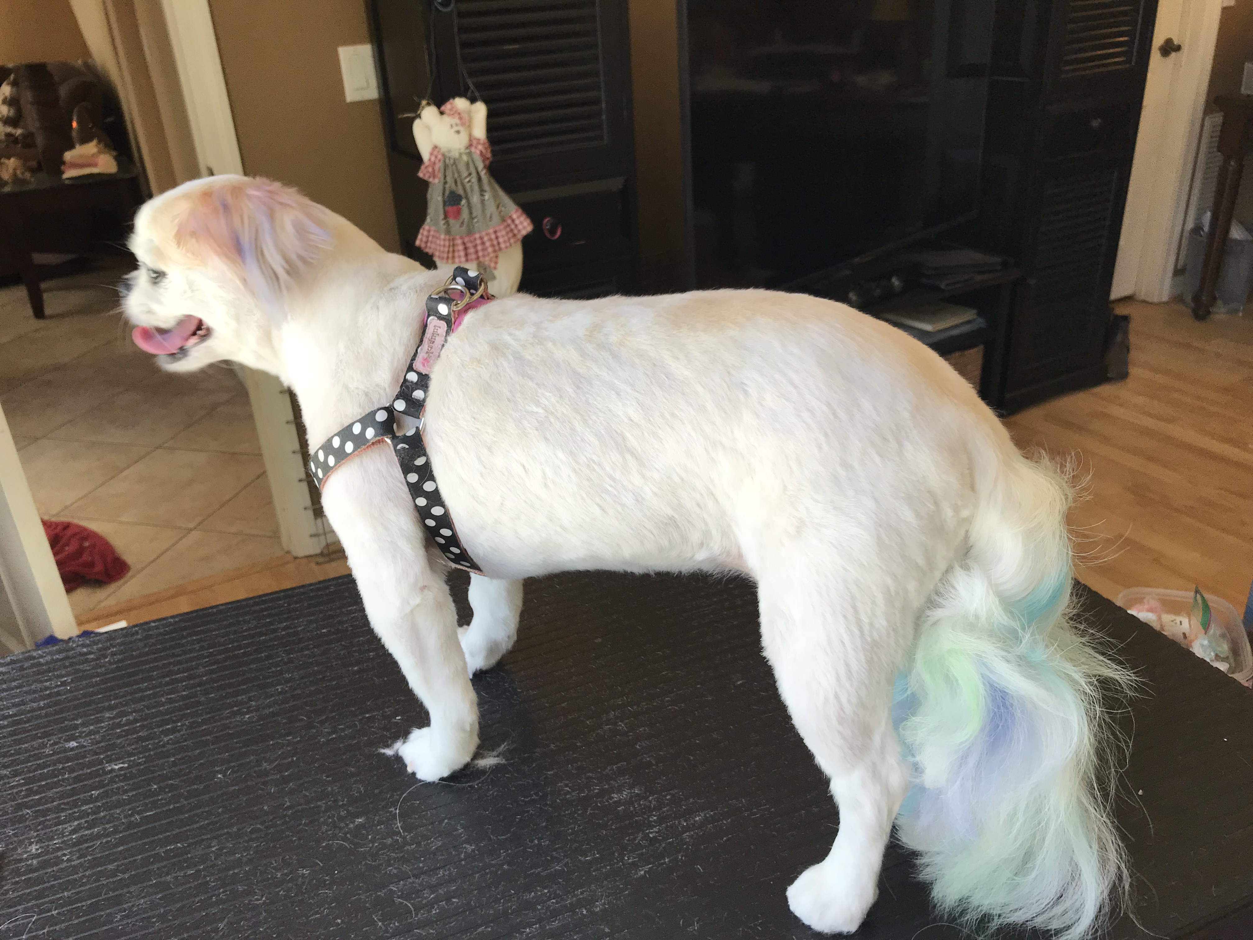 Diva Dogs Day Spa's Photo